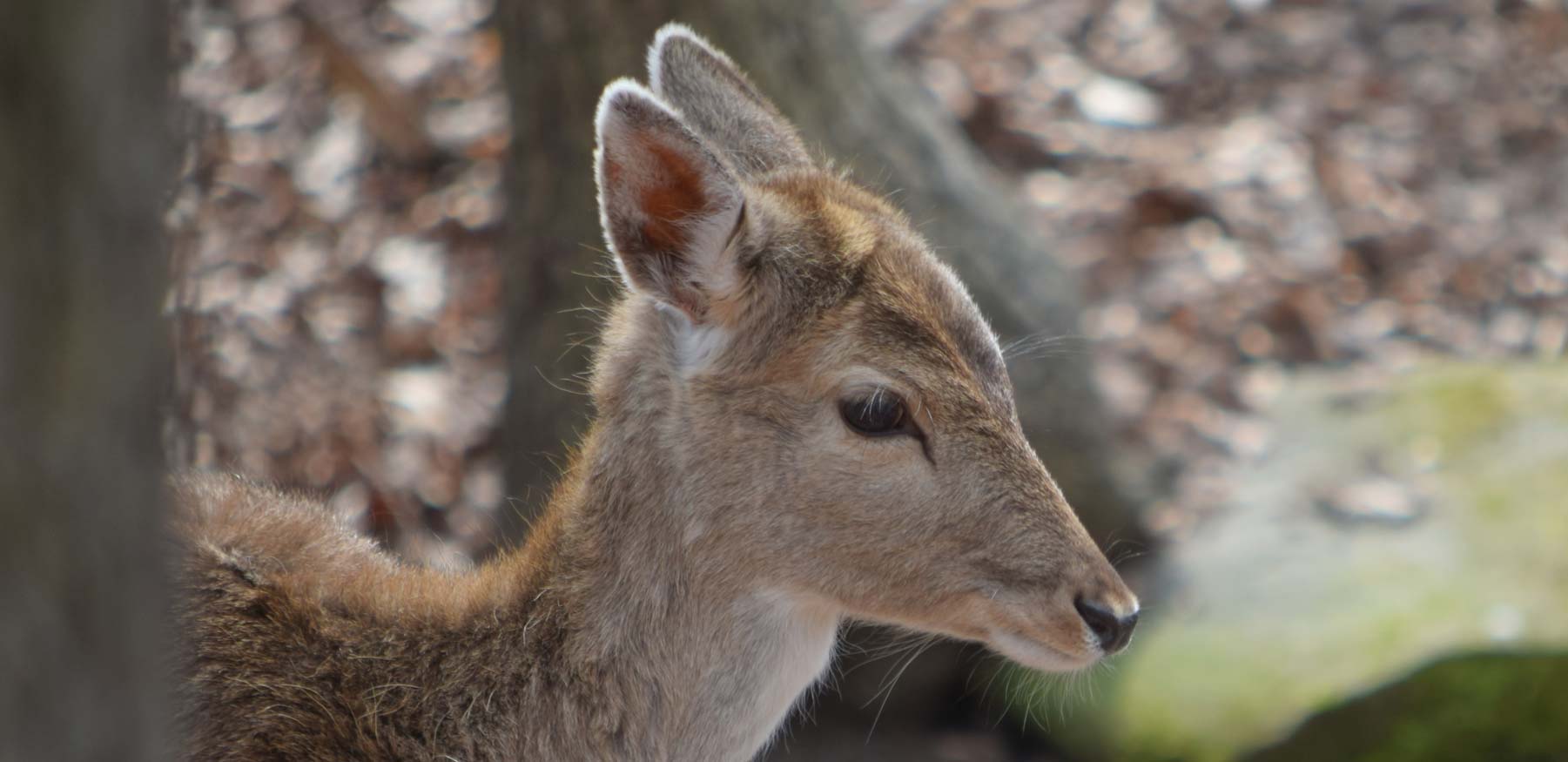 Yellow River fallow deer close up