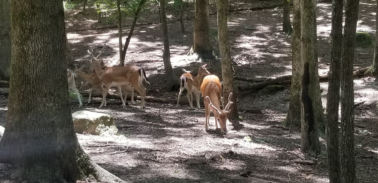 Yellow River Fallow Deer group