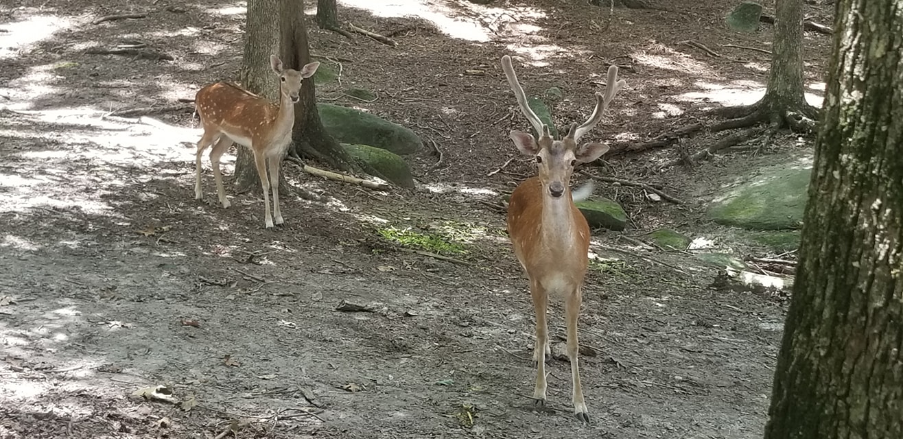 Yellow River Fallow Deer buck