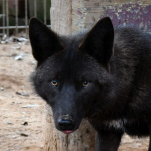 Carmine Coyote Yellow River Wildlife Sanctuary