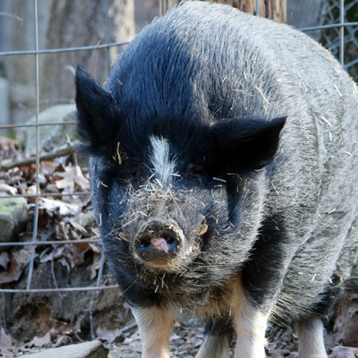 POT-BELLIED PIG - Yellow River Wildlife Sanctuary