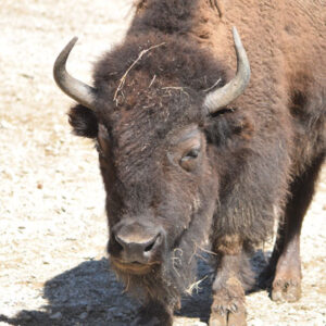 Yellow River Wildlife Sanctuary Bison TL