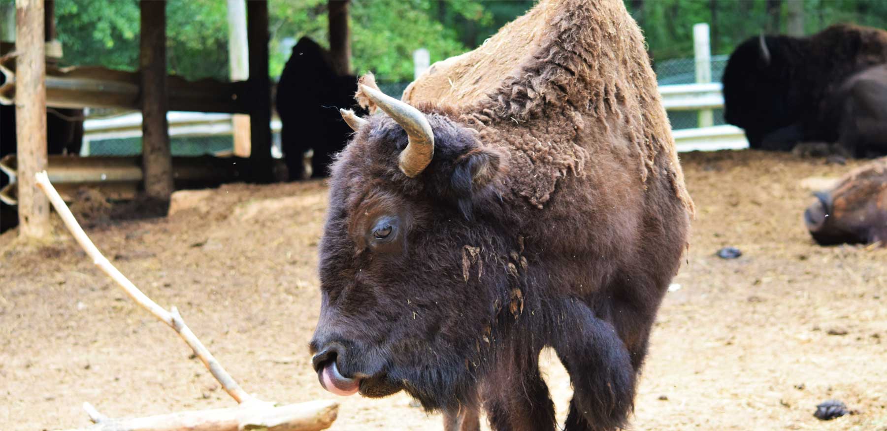 Yellow River Wildlife Sanctuary in Lilburn GA Bison