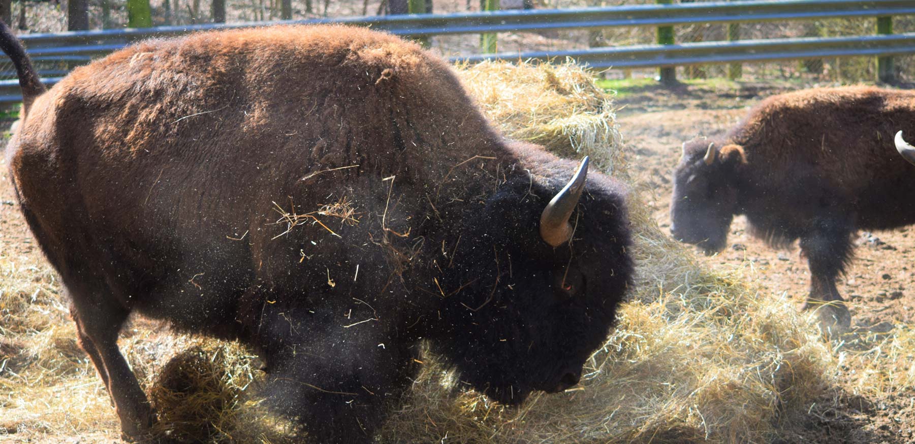 Bison playing at Yellow River Wildlife Sanctuary