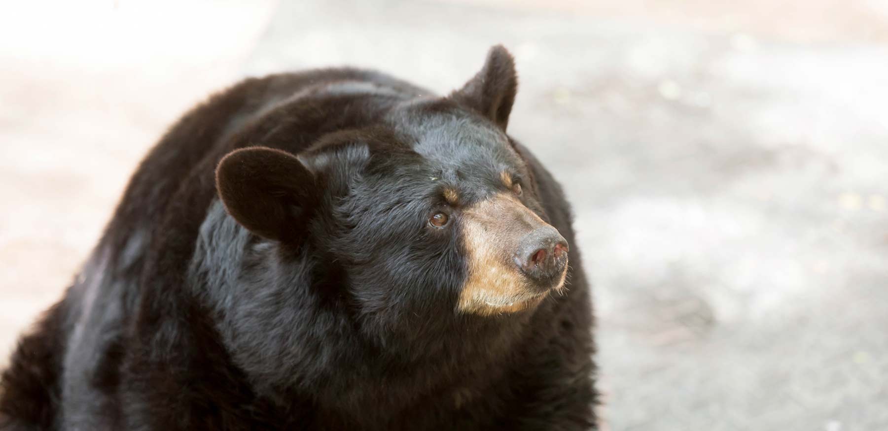 Yellow River Black Bears