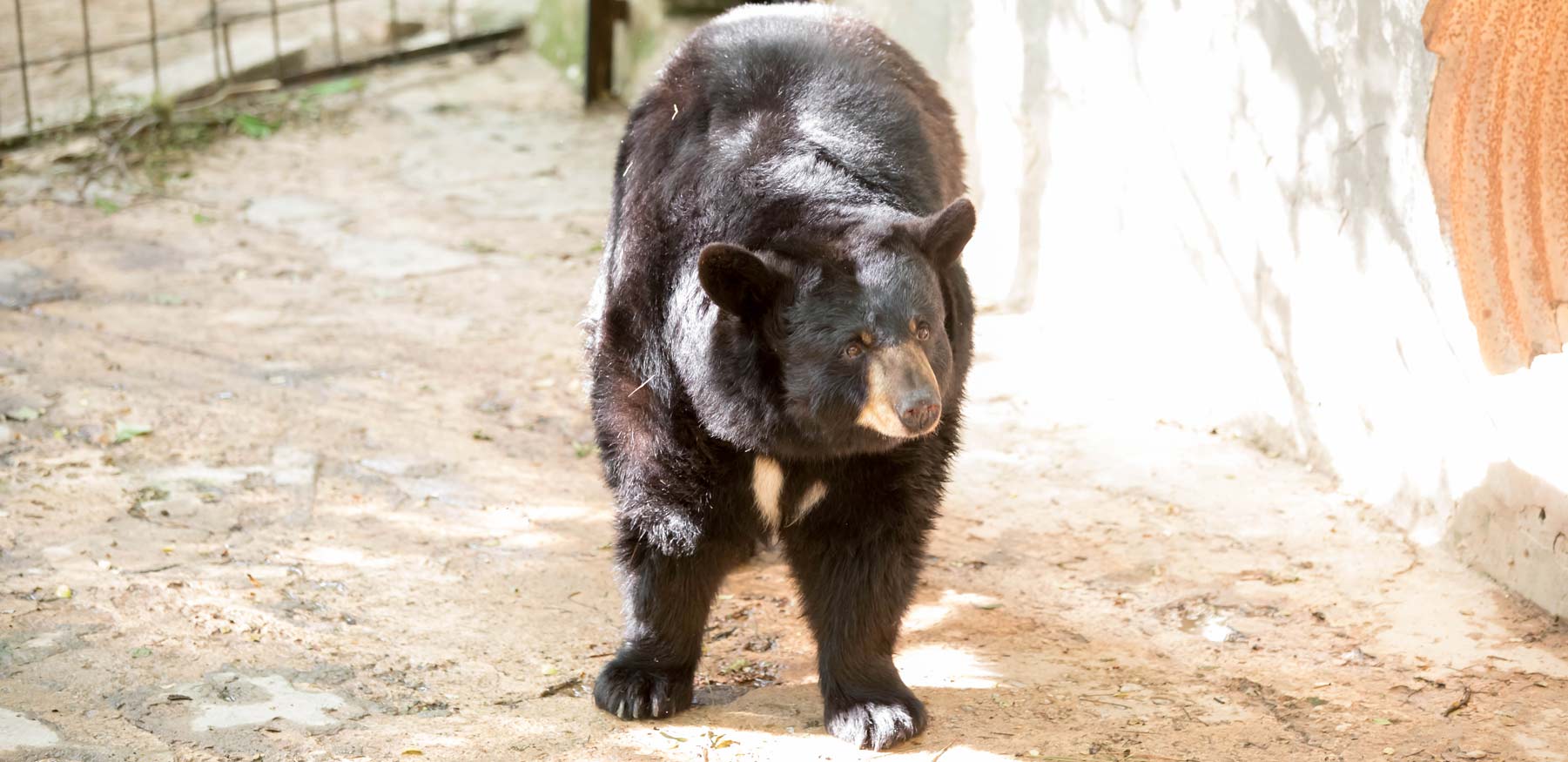 YRWS black bear in previous enclosure