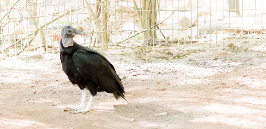 Black Vulture standing at Yellow River Wildlife Sanctuary