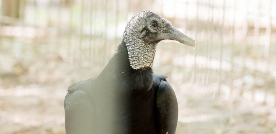 Black Vulture at Yellow Rier Wildlife Sanctuary profile