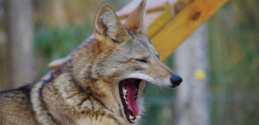 Coyote yawning at Yellow River Wildlife Sanctuary