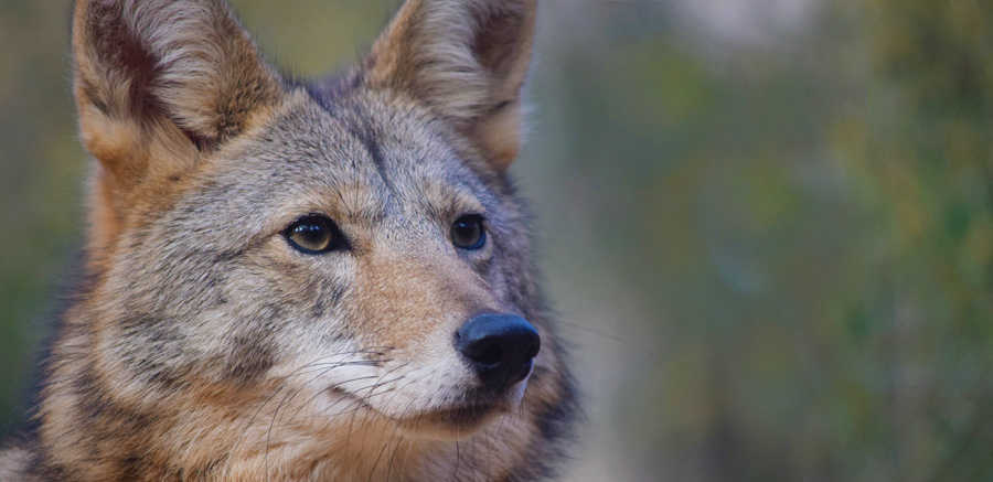 Coyote close-up face at Yellow River Wildlife Sanctuary