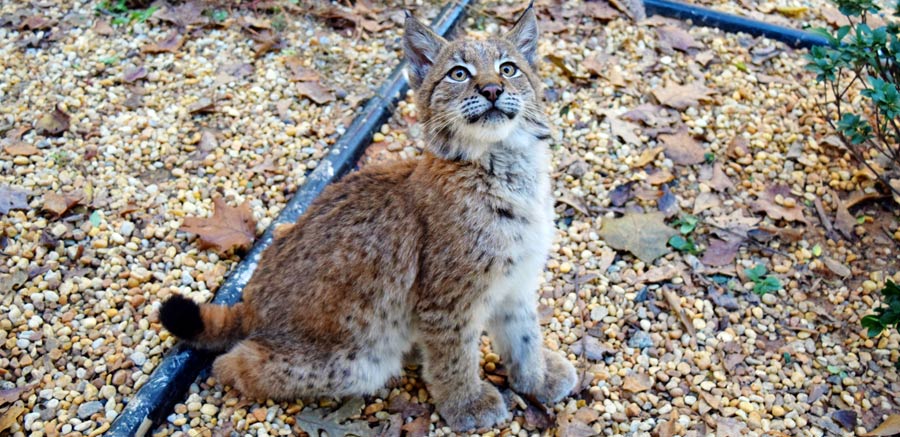 Kushka Eurasian Lynx at YRWS