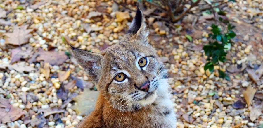 Kushka Eurasian Lynx at Yellow River Wildlife Sanctuary