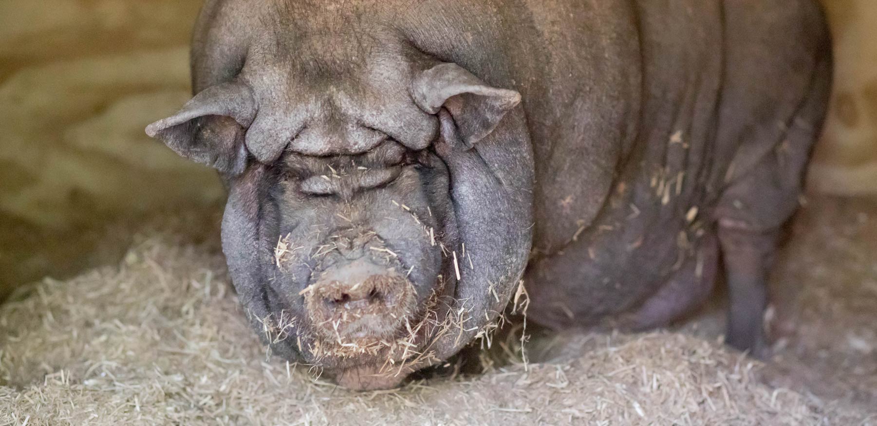 Fully grown store pot belly pig