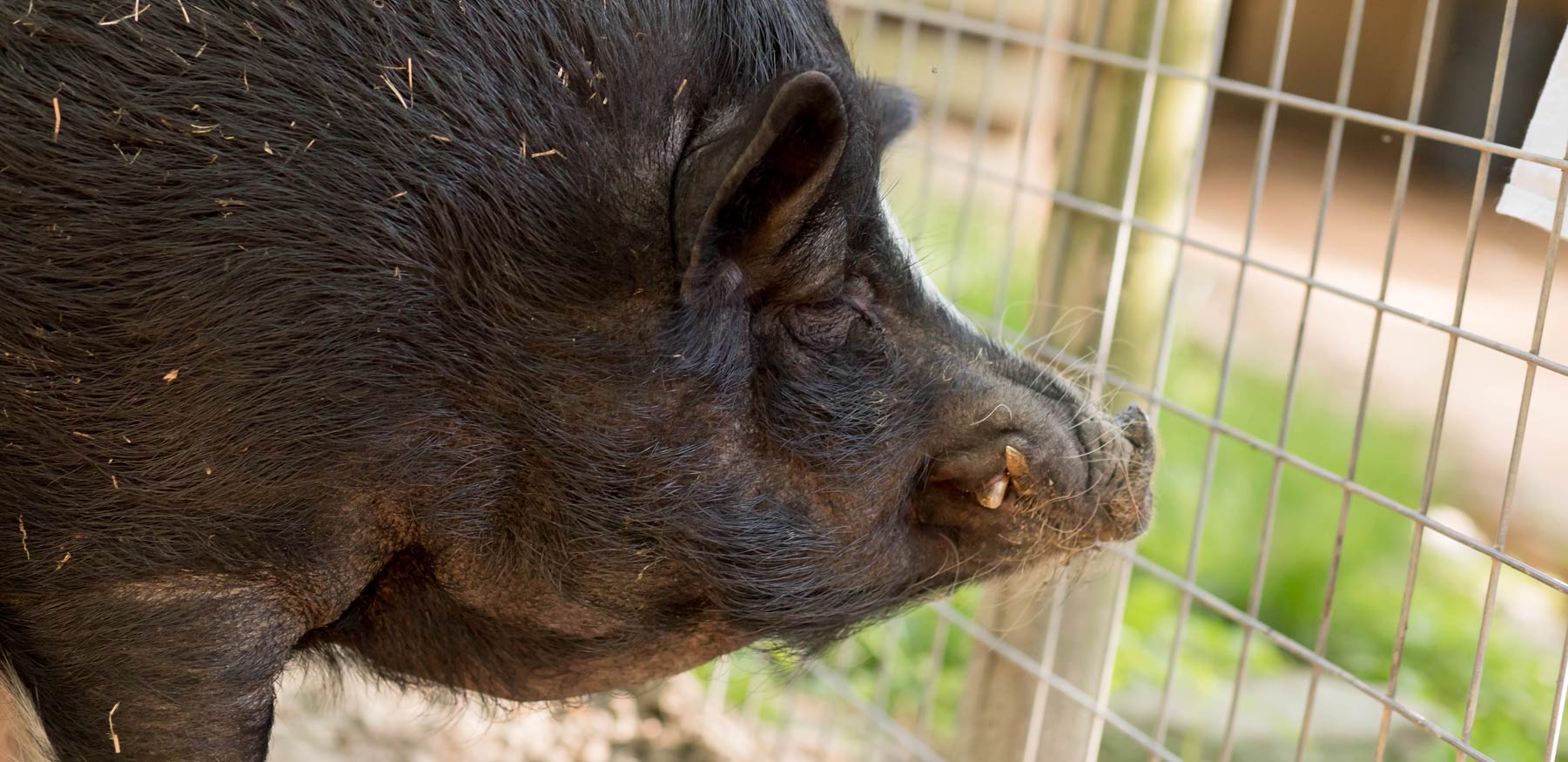 Pot Belly Pig at Yellow River Wildlife Sanctuary