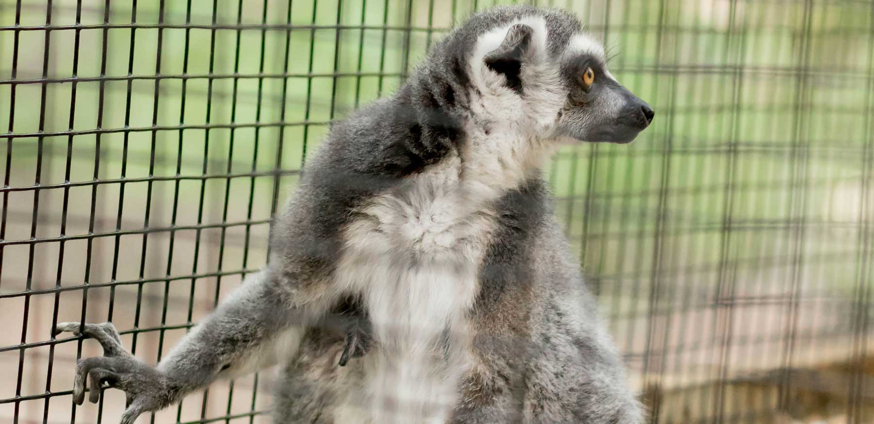 Ring-tailed lemur profile at YRWS