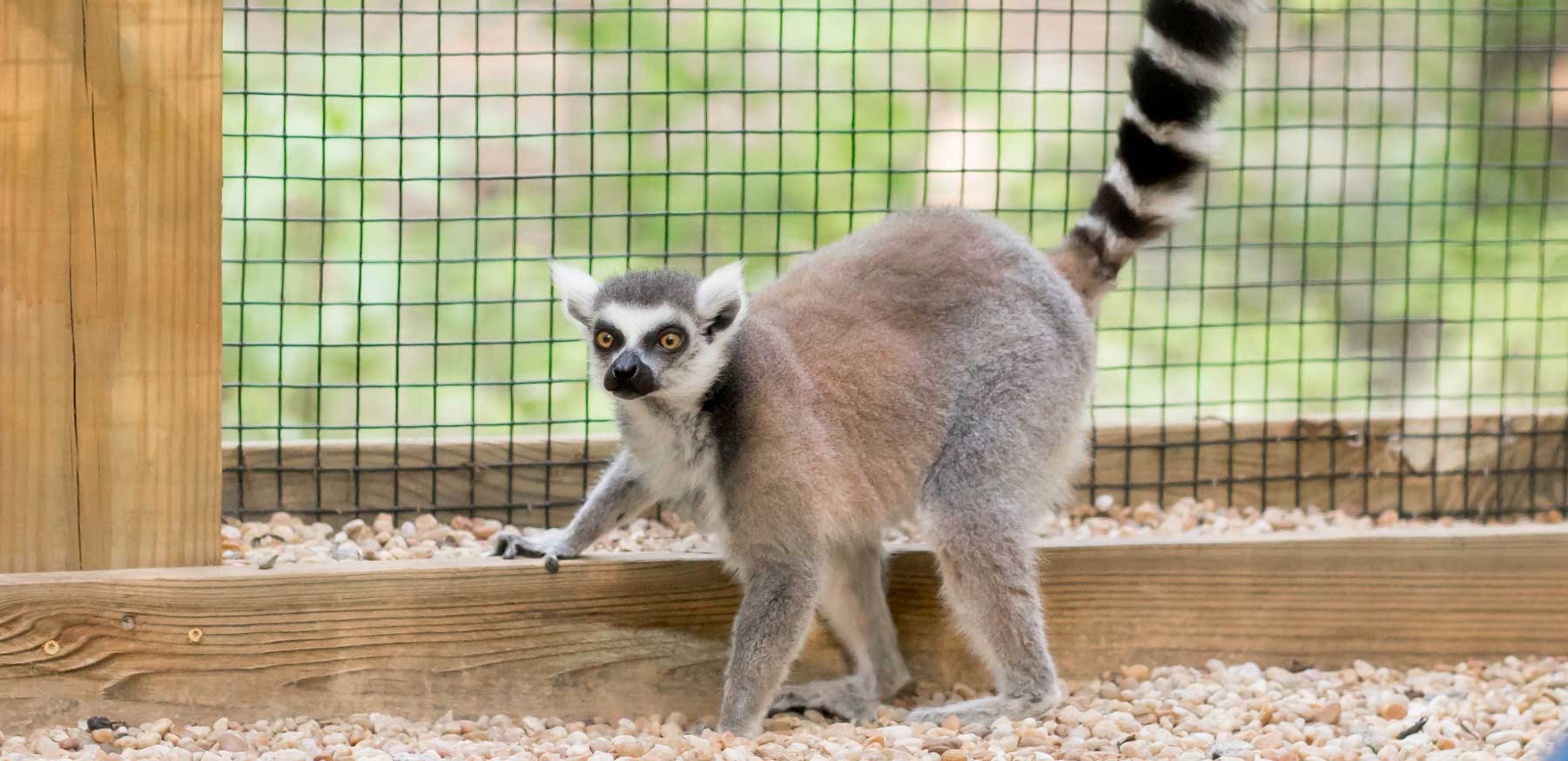 Curious ring-tailed lemur at YRWS