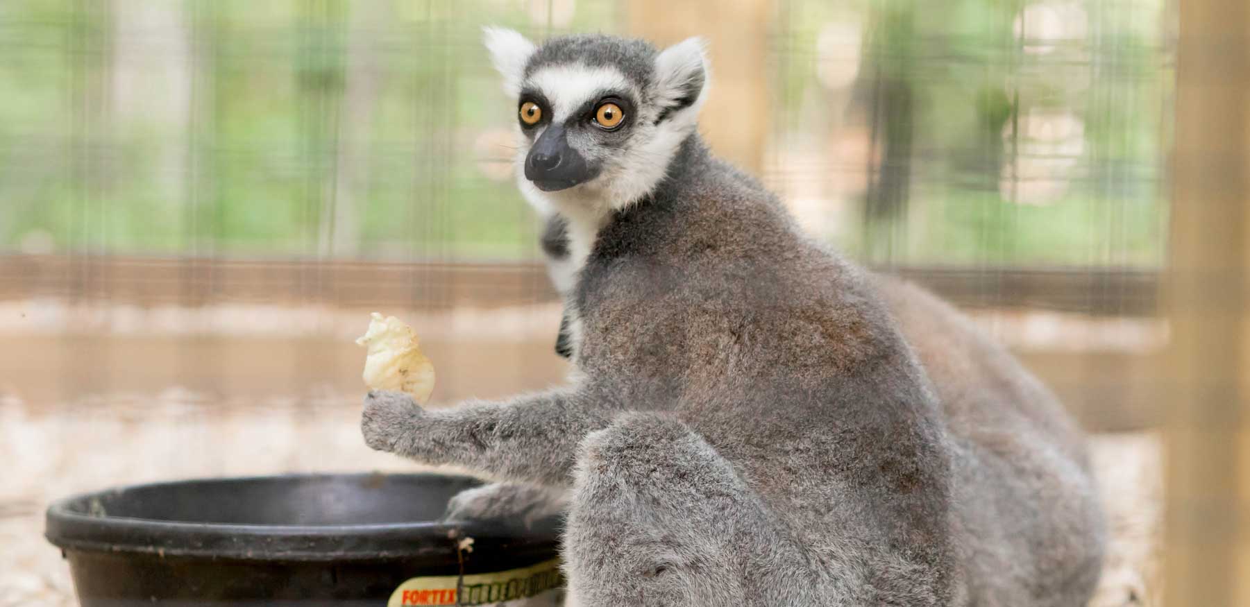 Ring-tailed lemur eating at YRWS