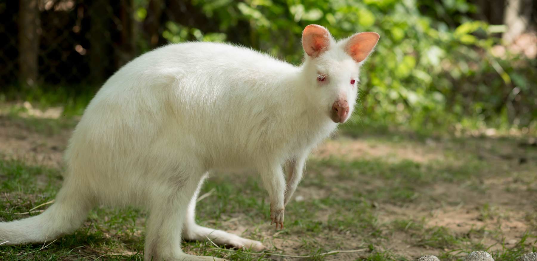 Albino Bennett's Wallaby at YRWS