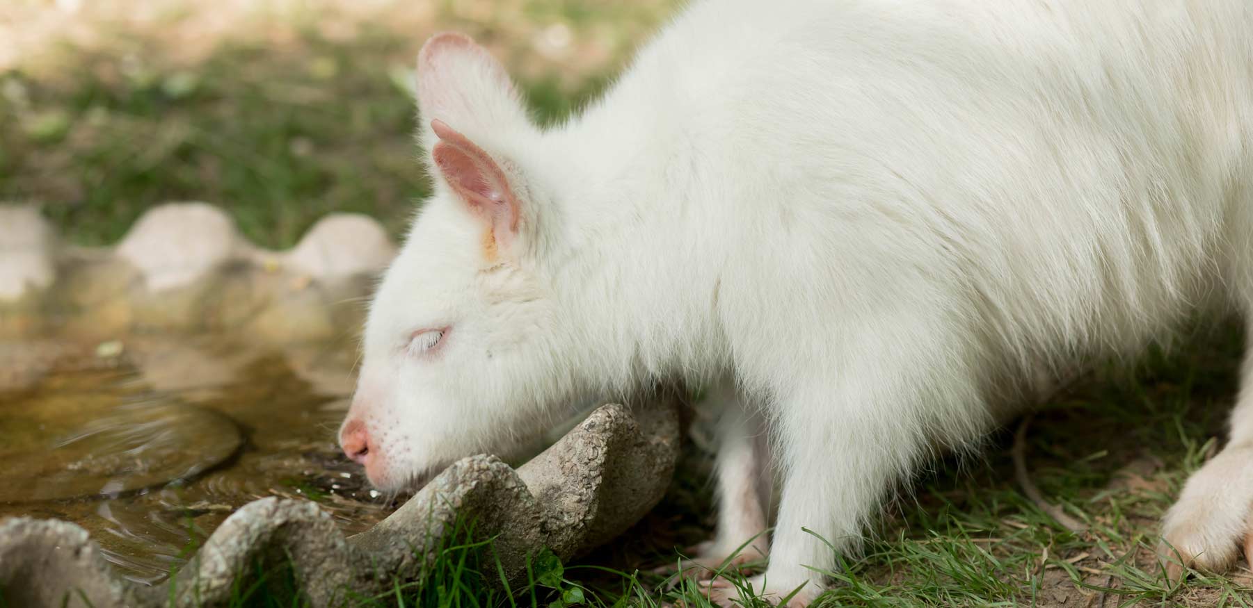 Albino Bennett's Wallaby drinking at YRWS