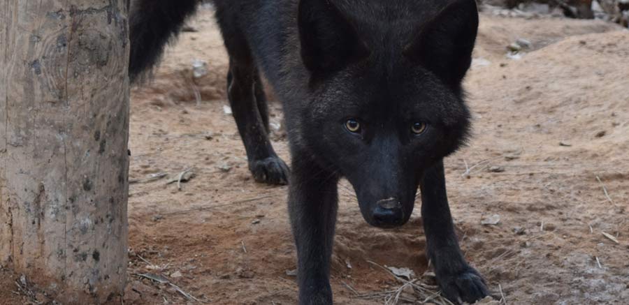 Yellow River Wildlife Carmine Coyote 2