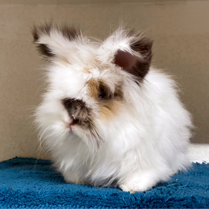 DOMESTIC RABBIT - Yellow River Wildlife Sanctuary