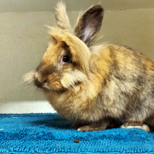 Elvis at YRWS Bunny Yard