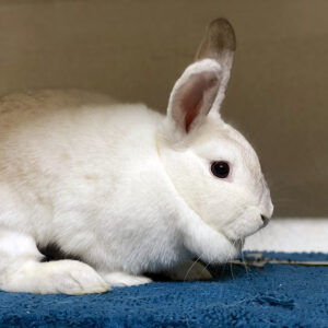 Jessica at YRWS Bunny Yard