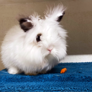 Pepper at YRWS Bunny Yard