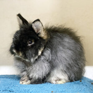 Archie at YRWS Bunny Yard