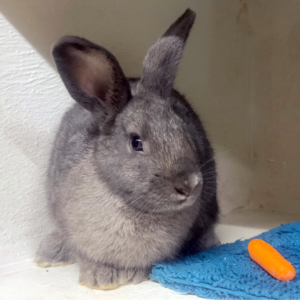 Ash at YRWS Bunny Yard