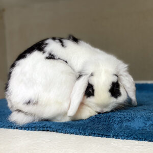 Buns at YRWS Bunny Yard