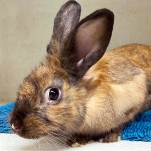 Caramel Apple at YRWS Bunny Yard