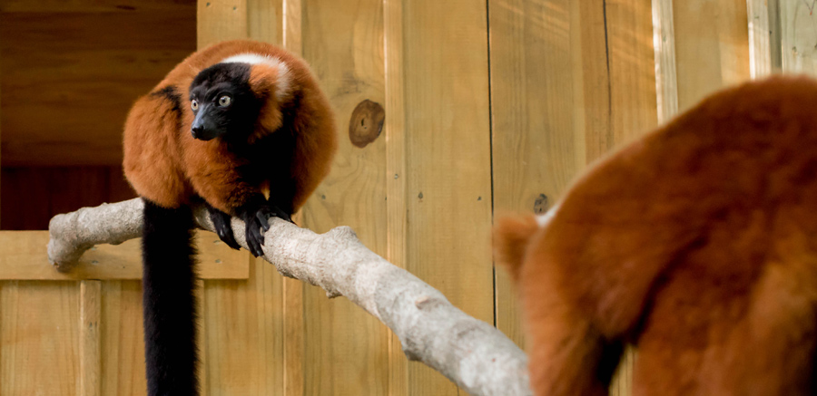 Yellow River Wildlife Sanctuary Red Ruffed Lemur near night house