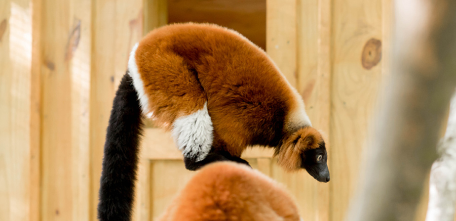 Yellow River Wildlife Sanctuary Red Ruffed Lemur on branch