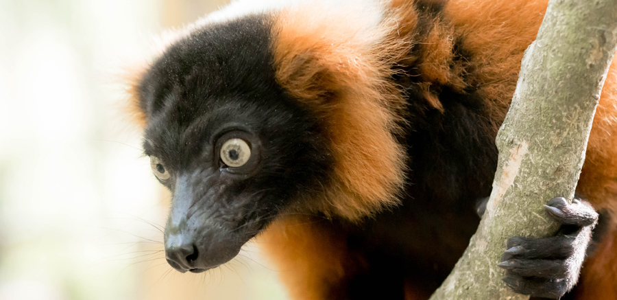 Yellow River Wildlife Sanctuary Red Ruffed Lemur close up