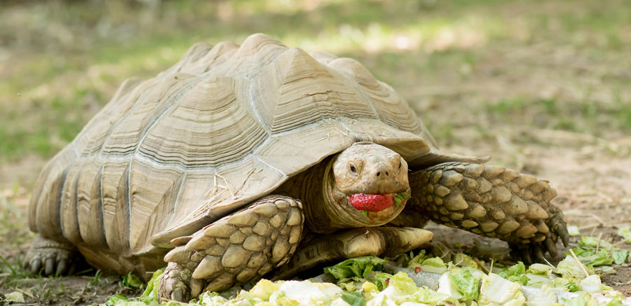 Sulcata tortoise eating strawberries - Yellow Rier Wildlife Sanctuary