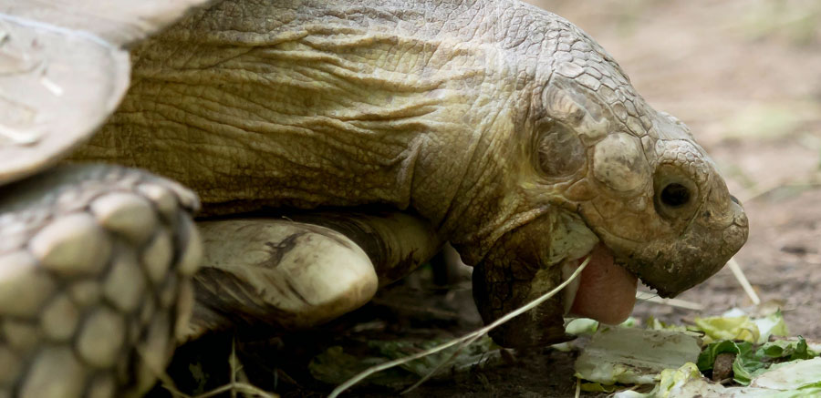 Sulcata tortoise - Yellow River Wildlife Sanctuary