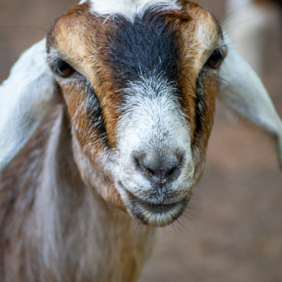 NUBIAN GOATS - Yellow River Wildlife Sanctuary