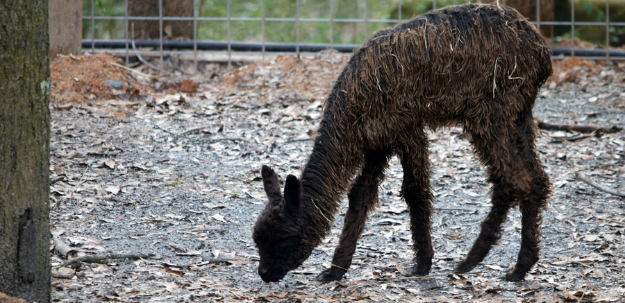 Alpacas at Yellow River Wildlife Sanctuary