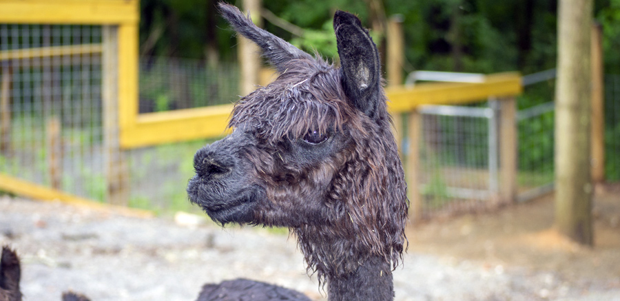 Alpacas at Yellow River Wildlife Sanctuary