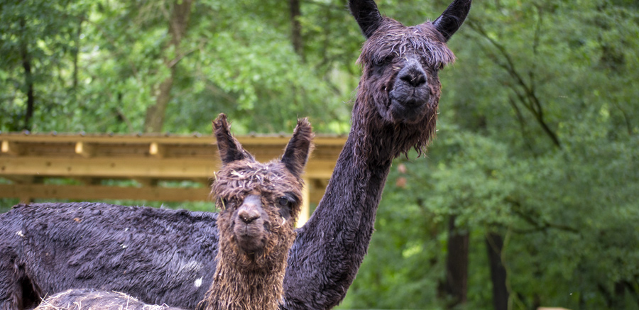 Alpacas at Yellow River Wildlife Sanctuary