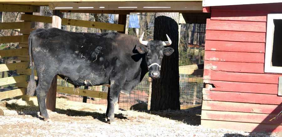 Cattle at YRWS