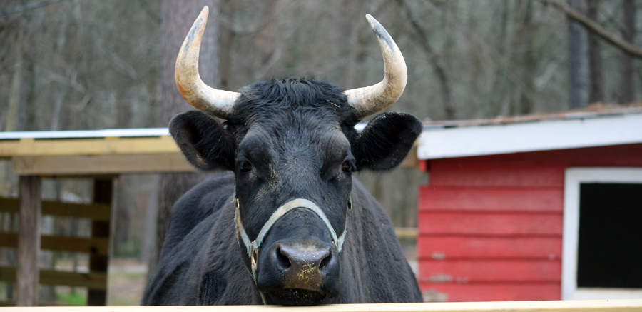 Ferdinand at Yellow River