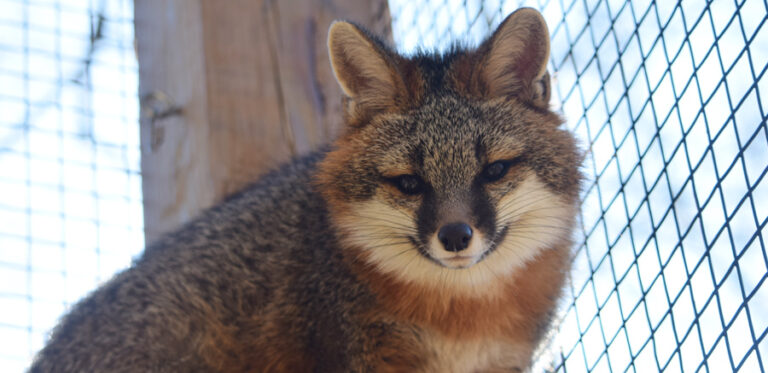 GRAY FOX - Yellow River Wildlife Sanctuary