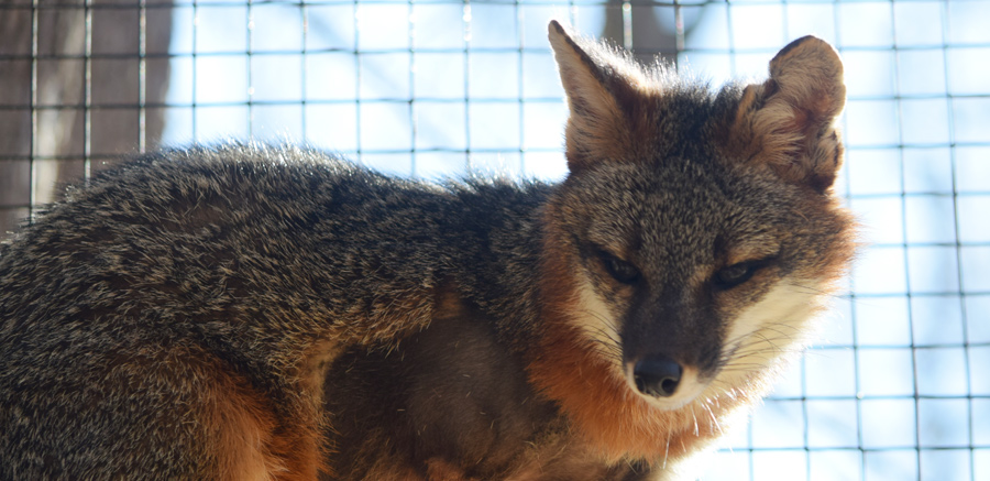 Gray fox at Yellow River Wildlife 1