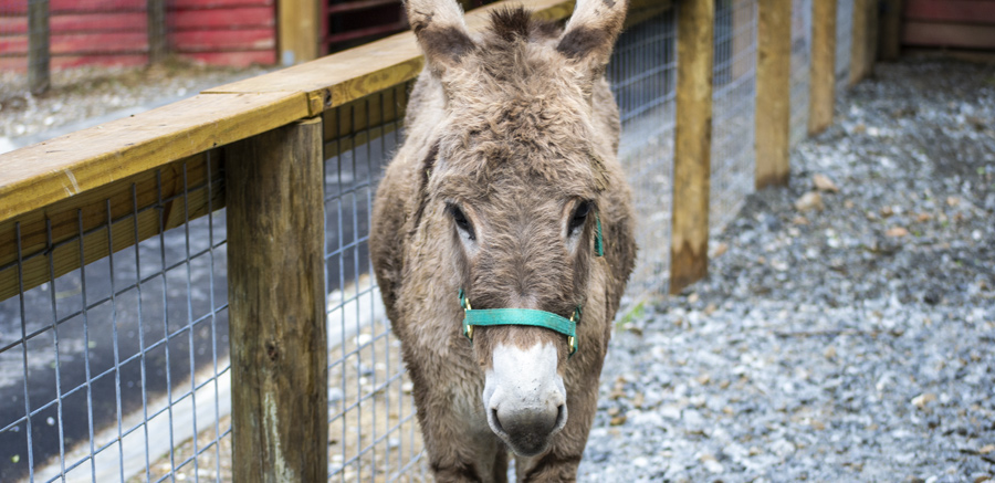 Say Hi to Don-Key at Yellow River Wildlife