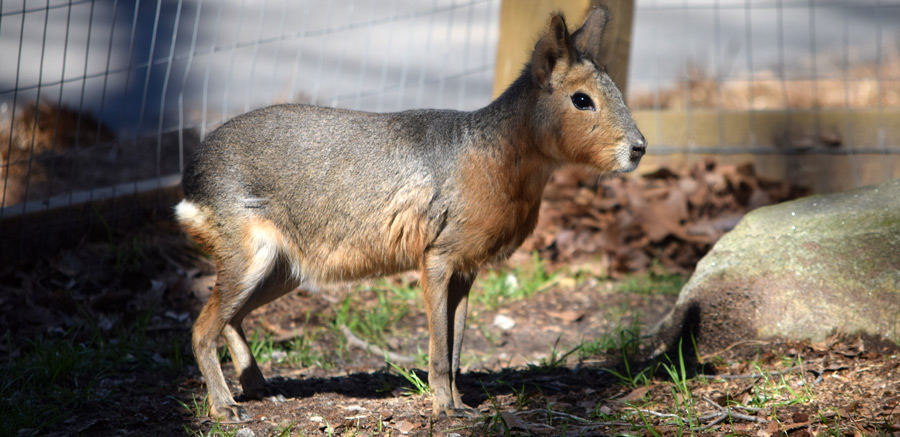 Yellow River Patagonian Mara