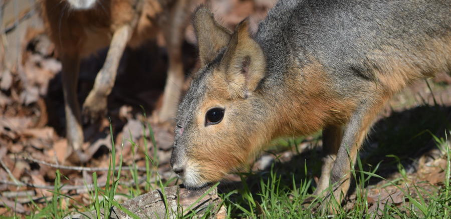 Yellow River Patagonian Mara