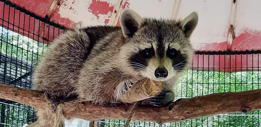 Yellow River Raccoon