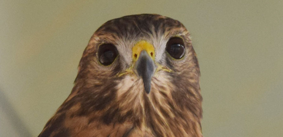 Red-shouldered hawk at Yellow River 1